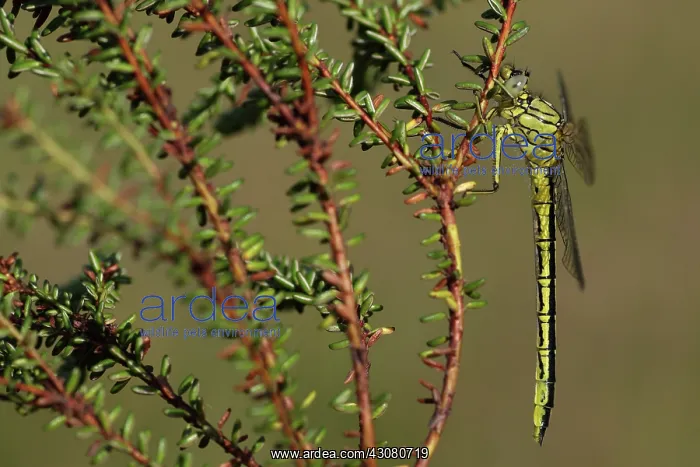 : Crowberry. Western Clubtail (Gomphus pulchellus) female dragonfly on Crowberry 