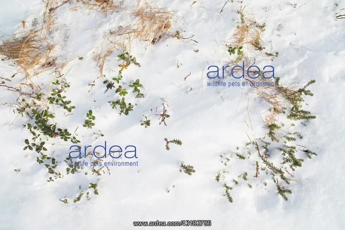 : Crowberry. Black Crowberry (Empetrum nigrum) in the snow, Norway : Crowberry. Black Crowberry (Empetrum nigrum) in the snow, Norway