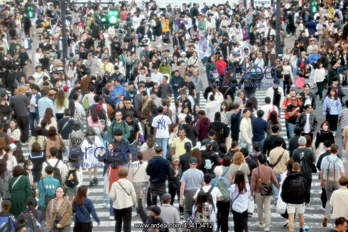 : Crowds crossing Shibuya Scramble crossing, Shibuya, Tokyo, J : Crowds crossing Shibuya Scramble crossing, Shibuya, Tokyo, J