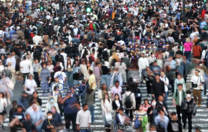 : Crowds crossing Shibuya Scramble crossing, Shibuya, Tokyo, J : Crowds crossing Shibuya Scramble crossing, Shibuya, Tokyo, J