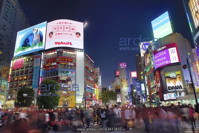 : Crowds crossing Shibuya Scramble crossing at dusk, Shibuya : Crowds crossing Shibuya Scramble crossing at dusk, Shibuya