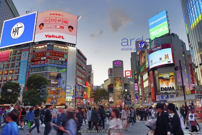 : Crowds crossing Shibuya Scramble crossing at dusk, Shibuya : Crowds crossing Shibuya Scramble crossing at dusk, Shibuya