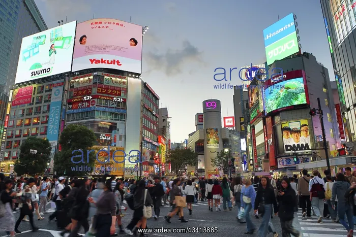 : Crowds crossing Shibuya Scramble crossing at dusk, Shibuya : Crowds crossing Shibuya Scramble crossing at dusk, Shibuya