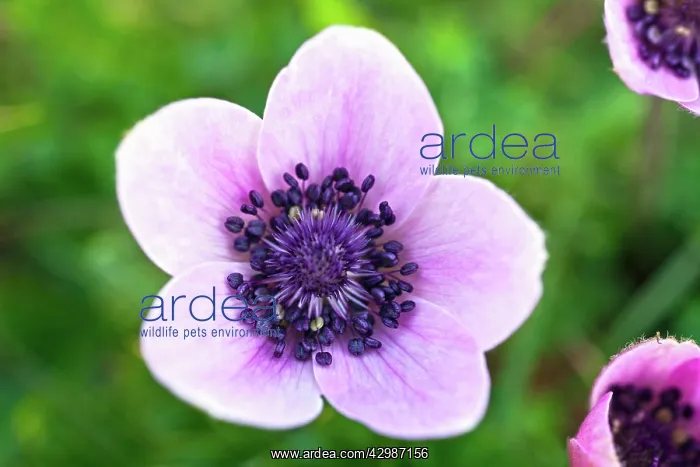 : Crown Anemone : Crown Anemone