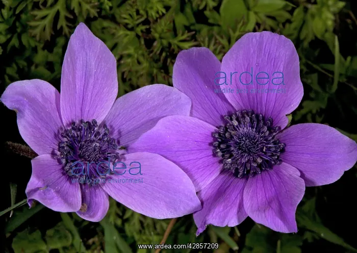 : Crown Anemone in the wild - source of many garden : Crown Anemone in the wild - source of many garden