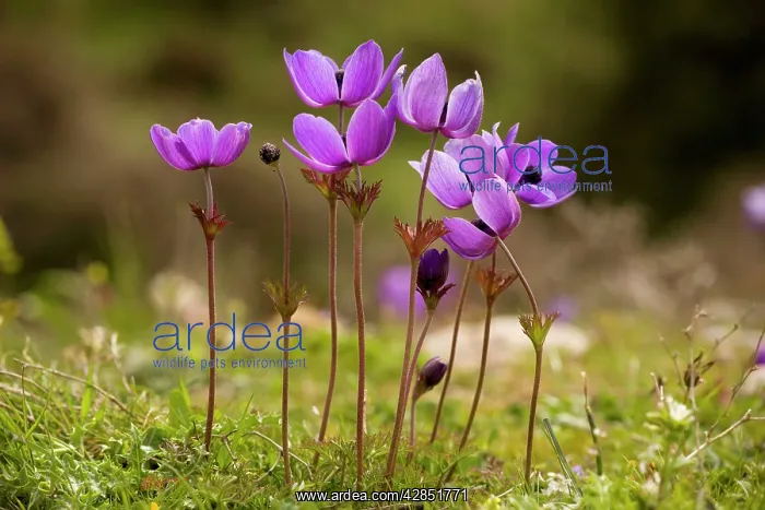 : Crown Anemones - on the Omalos Plateau : Crown Anemones - on the Omalos Plateau