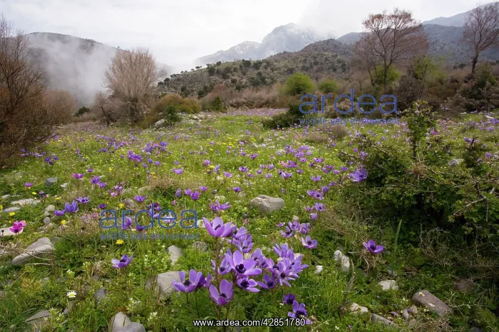  : Crown Anemones - on the Omalos Plateau