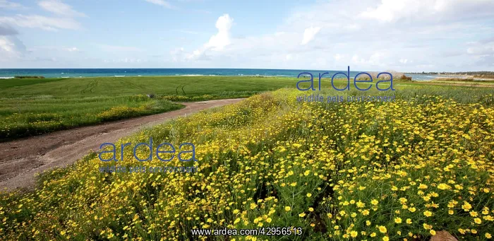 : Crown Daisy flowers : Crown Daisy flowers
