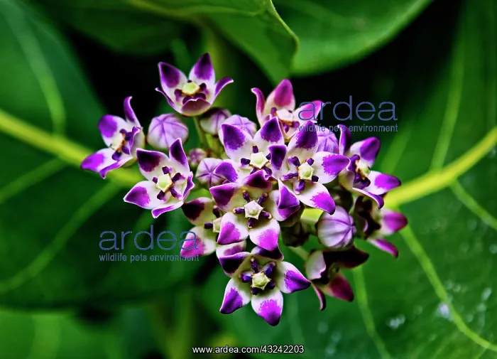 : Crown Flower in Virgin Gorda, British Virgin : Crown Flower in Virgin Gorda, British Virgin