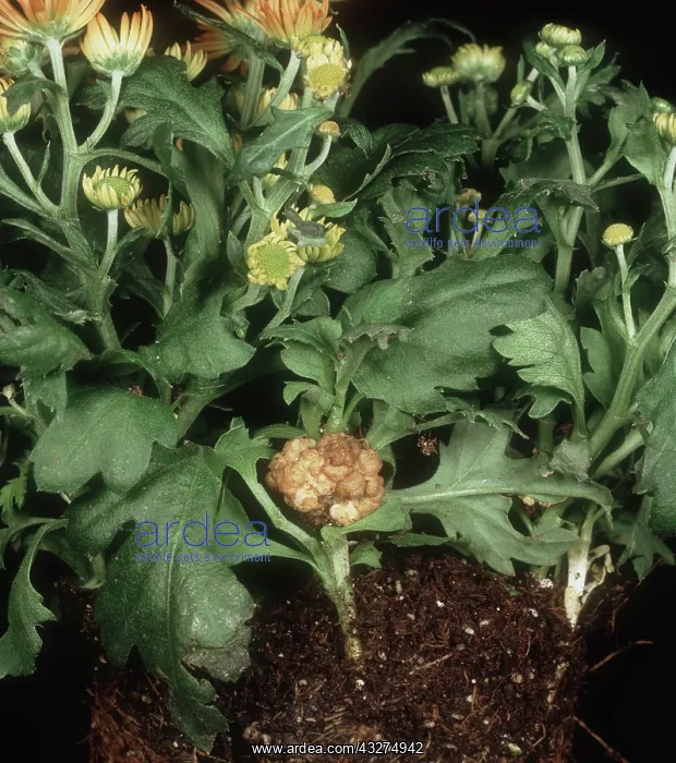 : Crown gall on chrysanthemum : Crown gall on chrysanthemum