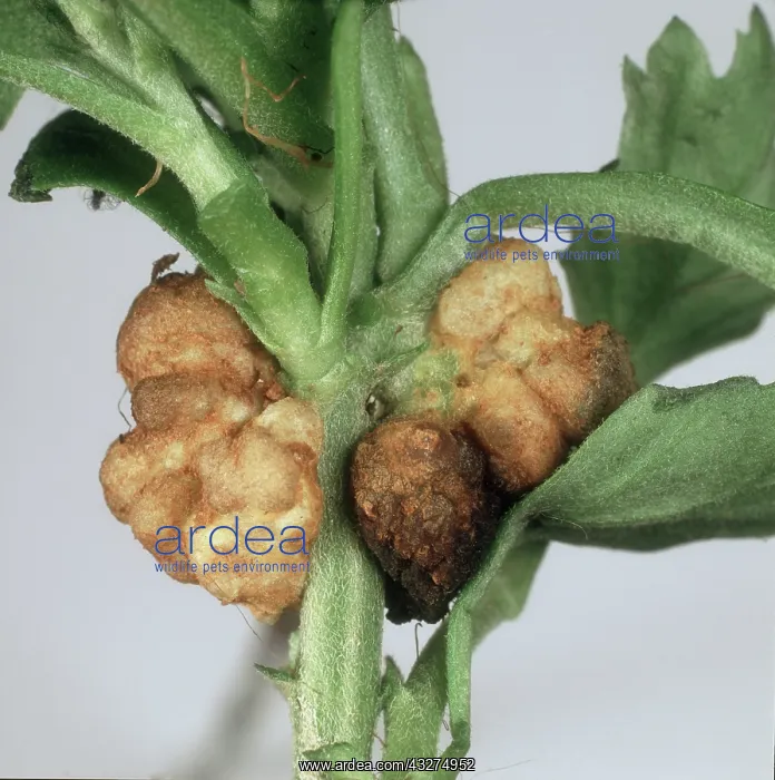 : Crown gall on Chrysanthemum : Crown gall on Chrysanthemum