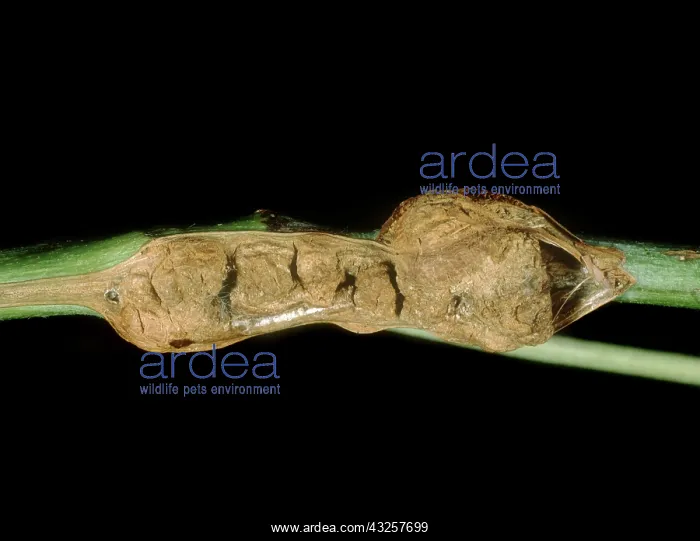 : Crown gall on loganberry : Crown gall on loganberry