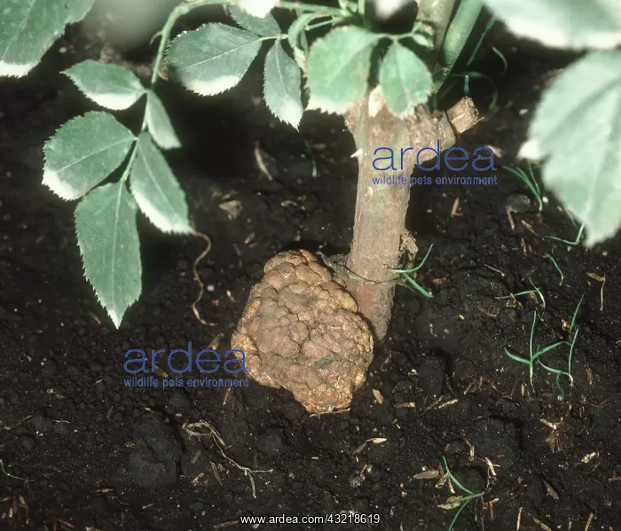 : Crown Gall on Rose : Crown Gall on Rose