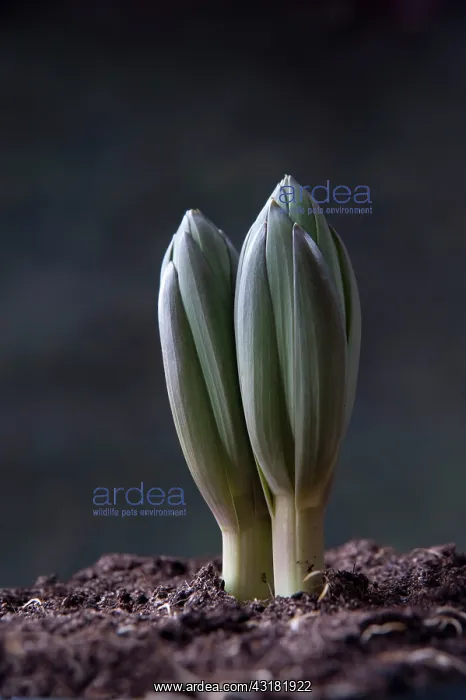 : Crown imperial fritillary, Fritillaria imperialis : Crown imperial fritillary, Fritillaria imperialis