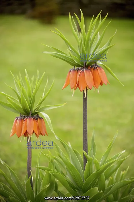 : Crown Imperials - in garden : Crown Imperials - in garden