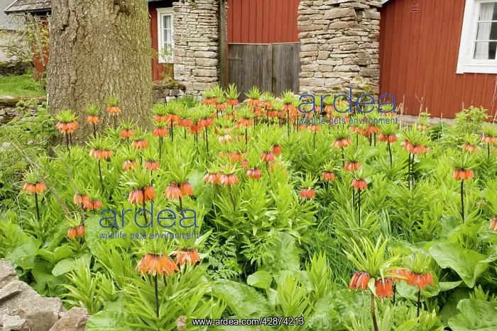 : Crown Imperials - in garden : Crown Imperials - in garden