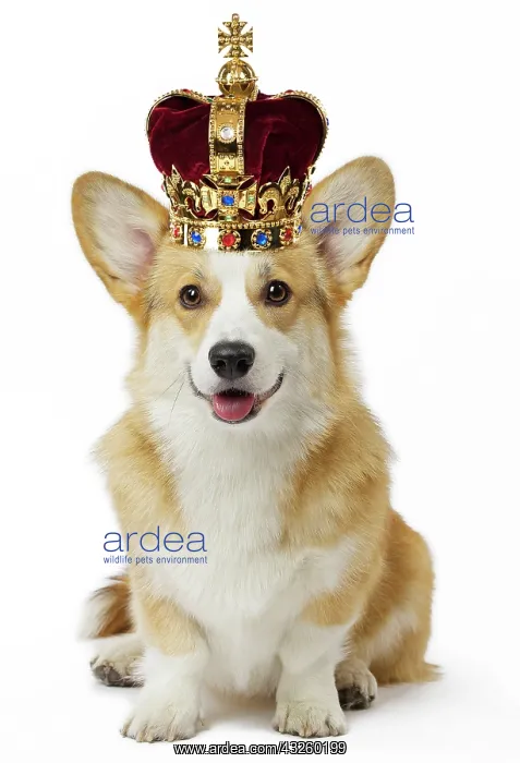 : Dog Welsh Corgi Pembroke wearing crown Digital Manipulation: Crown JD : Dog Welsh Corgi Pembroke wearing crown Digital Manipulation: Crown JD