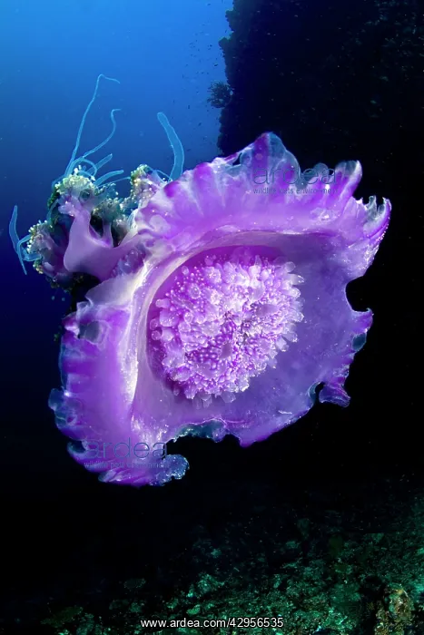 : Crown Jellyfish : Crown Jellyfish
