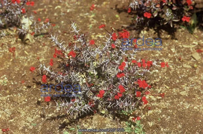 : CROWN-OF-THORNS : CROWN-OF-THORNS