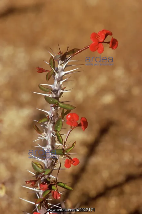 : CROWN-OF-THORNS : CROWN-OF-THORNS