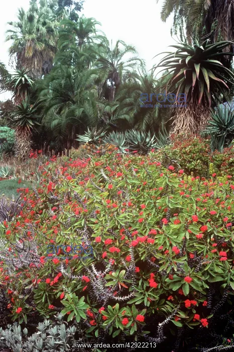 : CROWN-OF-THORNS : CROWN-OF-THORNS