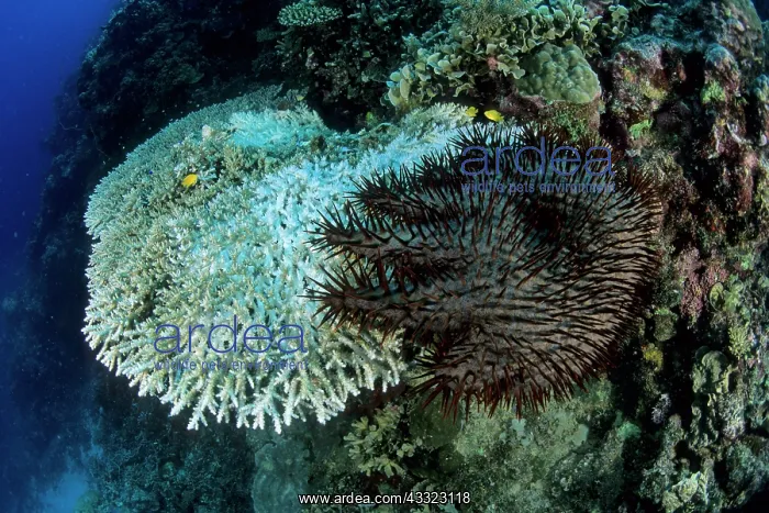 : Crown-of-Thorns, Acanthaster planci, feeding on a hard coral : Crown-of-Thorns, Acanthaster planci, feeding on a hard coral