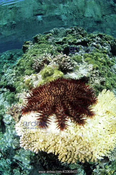 : Crown-of-Thorns, Acanthaster planci, feeding on a hard coral : Crown-of-Thorns, Acanthaster planci, feeding on a hard coral