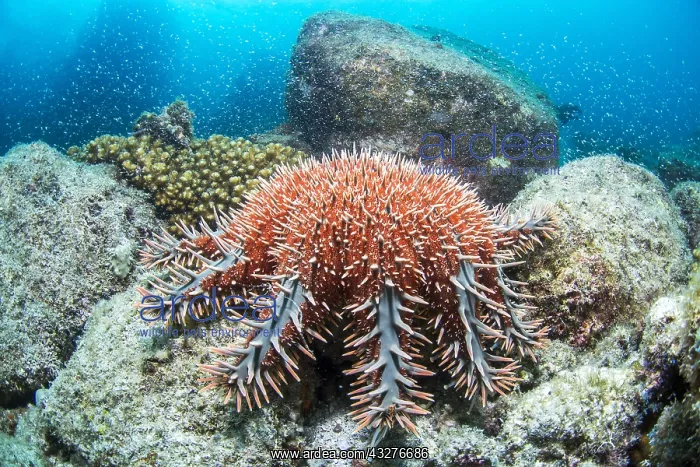 : Crown-of-thorns sea star (Acanthaster planci), Bay : Crown-of-thorns sea star (Acanthaster planci), Bay