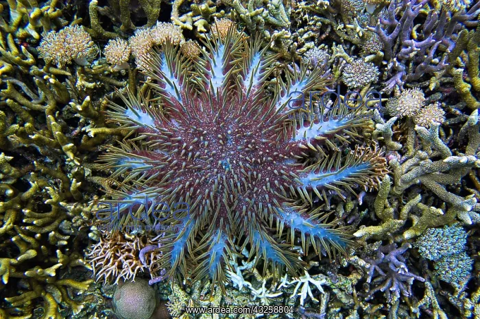: Crown-of-thorns sea star (Acanthaster planci) feeding : Crown-of-thorns sea star (Acanthaster planci) feeding