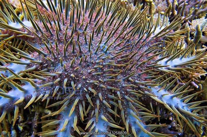 : Crown-of-thorns sea star (Acanthaster planci) feeding : Crown-of-thorns sea star (Acanthaster planci) feeding