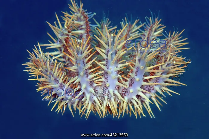 : Crown-of-thorns Seastar (Acanthaster planci), predator : Crown-of-thorns Seastar (Acanthaster planci), predator