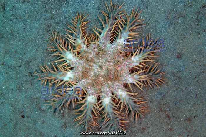 : Crown-of-thorns Seastar (Acanthaster planci), predator : Crown-of-thorns Seastar (Acanthaster planci), predator