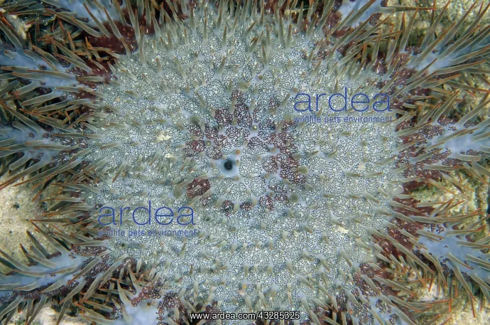 : Crown-of-thorns Seastar - NusaBay Menjangan Hotel house reef : Crown-of-thorns Seastar - NusaBay Menjangan Hotel house reef
