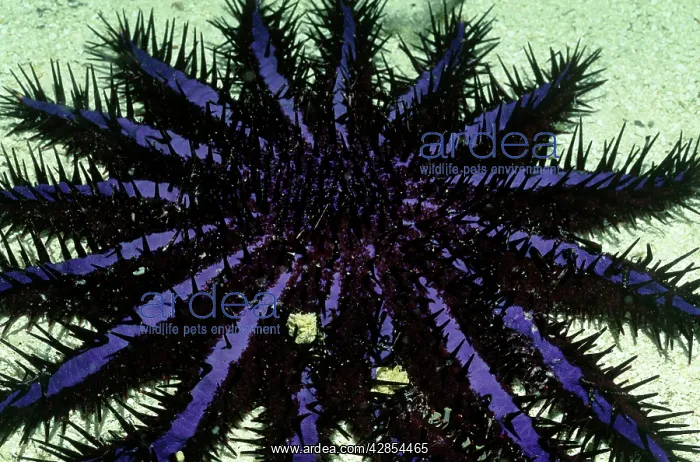 : CROWN-OF-THORNS STARFISH : CROWN-OF-THORNS STARFISH