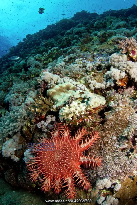 : Crown-of-thorns Starfish : Crown-of-thorns Starfish