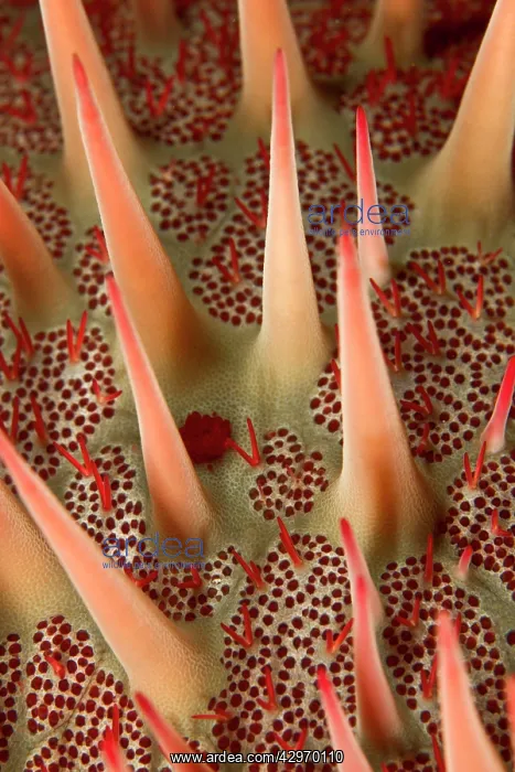 : Crown-of-thorns Starfish : Crown-of-thorns Starfish