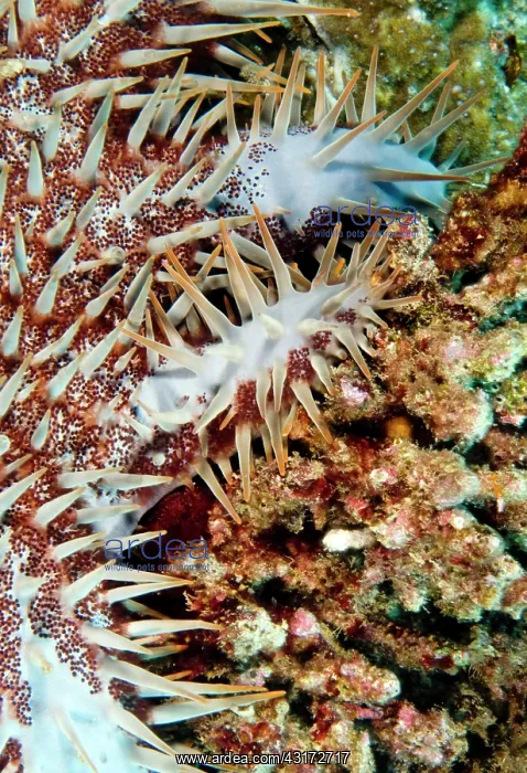 : Crown-of-thorns Starfish : Crown-of-thorns Starfish