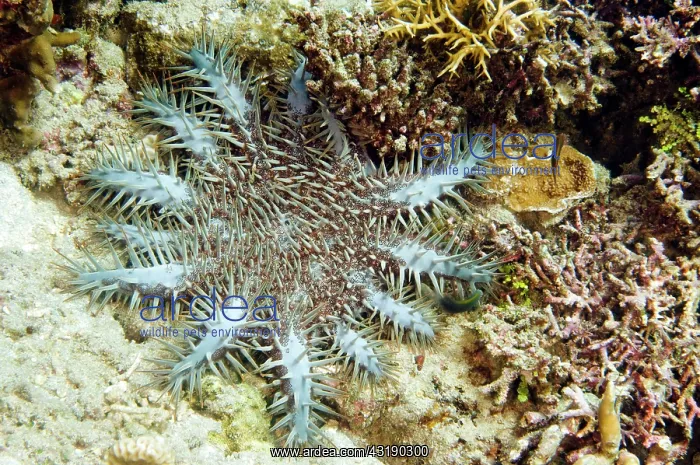  : Crown-of-thorns Starfish