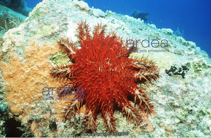 : CROWN-OF-THORNS STARFISH : CROWN-OF-THORNS STARFISH