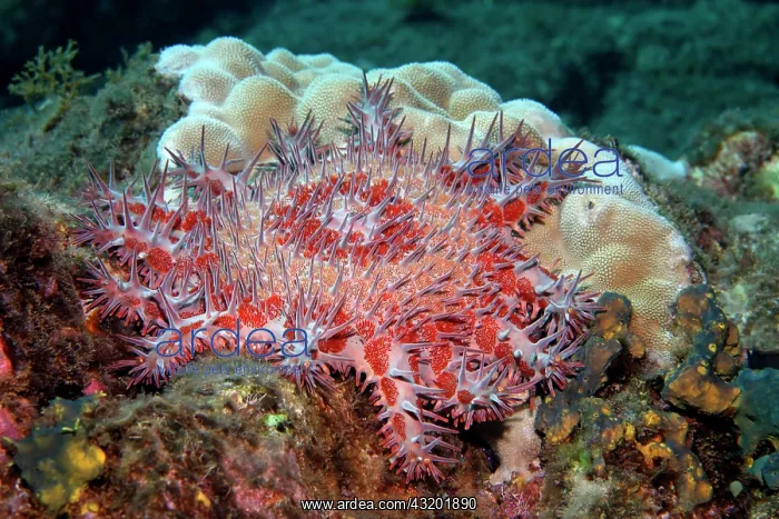 : Crown-of-thorns starfish (Acanthaster planci), poisenous : Crown-of-thorns starfish (Acanthaster planci), poisenous