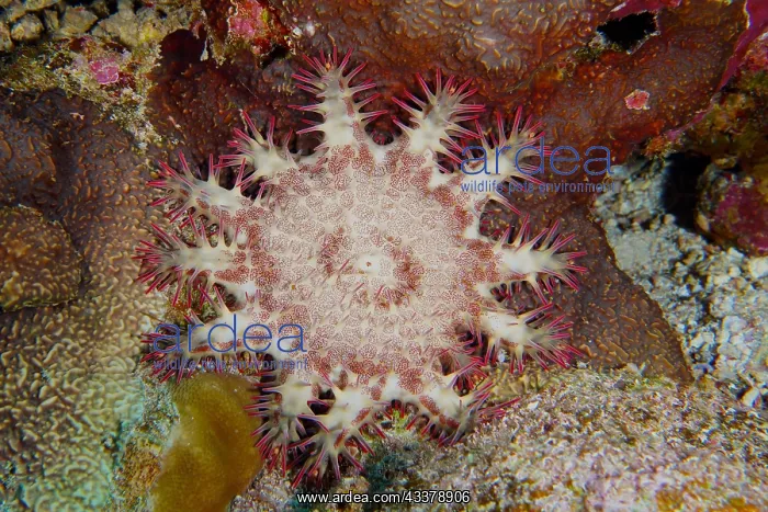 : Crown-of-thorns starfish (Acanthaster planci), Dive : Crown-of-thorns starfish (Acanthaster planci), Dive