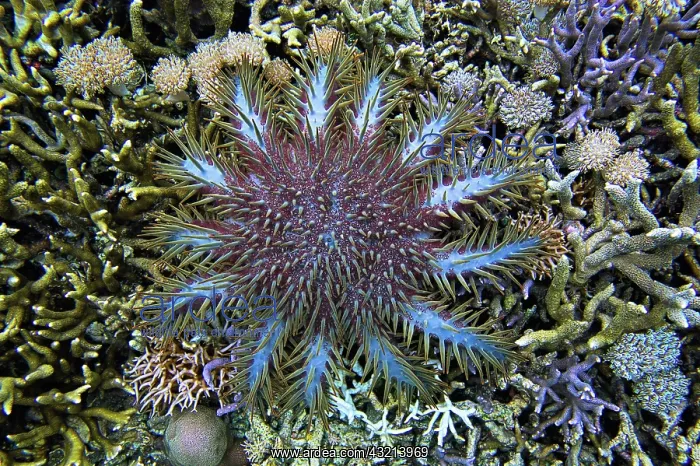 : Crown-of-thorns starfish (Acanthaster planci) Sulawesi : Crown-of-thorns starfish (Acanthaster planci) Sulawesi