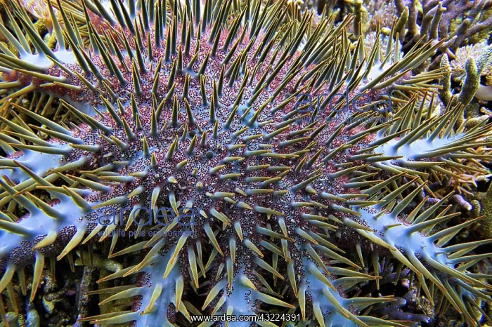 : Crown-of-thorns starfish (Acanthaster planci) Sulawesi : Crown-of-thorns starfish (Acanthaster planci) Sulawesi