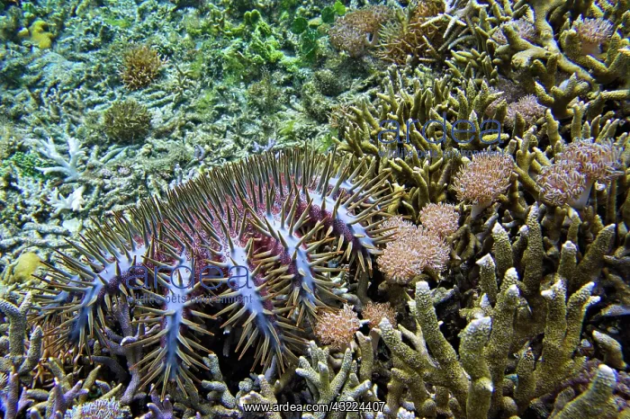 : Crown-of-thorns starfish (Acanthaster planci) Sulawesi : Crown-of-thorns starfish (Acanthaster planci) Sulawesi
