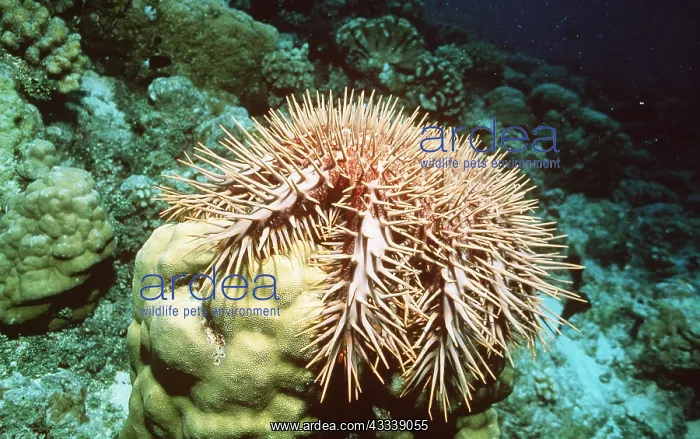 : Crown-of-thorns STARFISH - on coral : Crown-of-thorns STARFISH - on coral