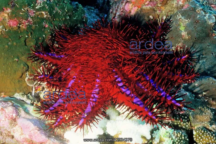  : Crown-of-thorns starfish - the distinctive south-east
