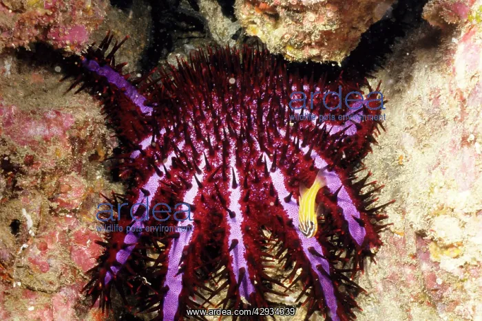 : Crown-of-thorns starfish, the distinctive violet : Crown-of-thorns starfish, the distinctive violet