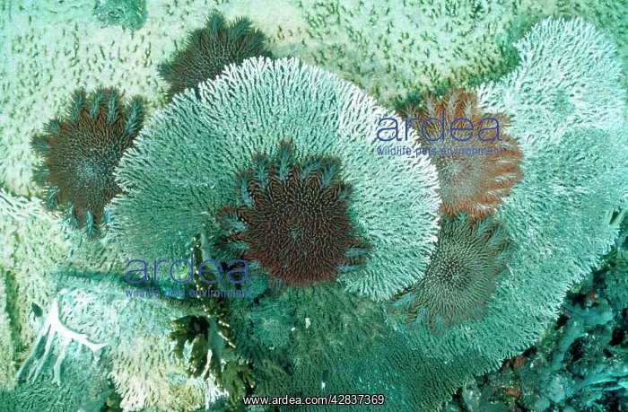  : Crown-of-Thorns STARFISH - feeding on coral