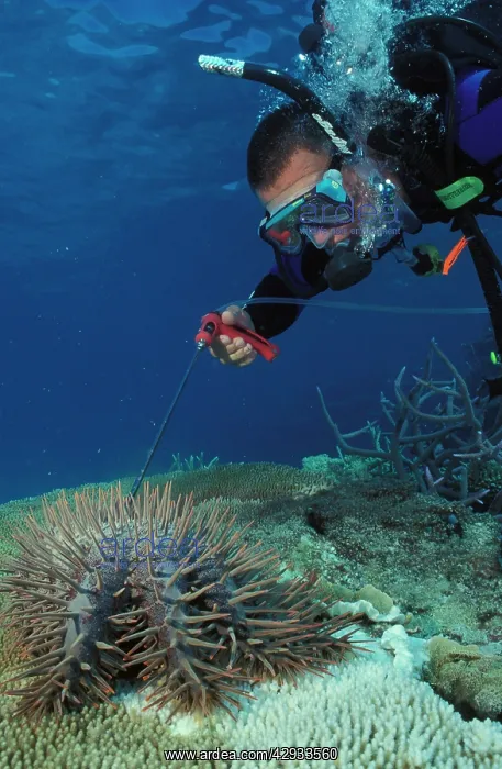 : Crown-of-thorns starfish - being killed by diver : Crown-of-thorns starfish - being killed by diver