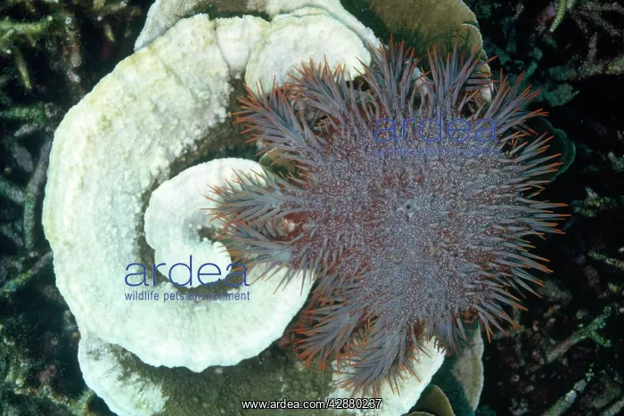 : CROWN-OF-THORNS STARFISH - surrounding dead Staghorn : CROWN-OF-THORNS STARFISH - surrounding dead Staghorn